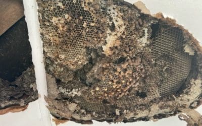 Wasp Nest Removal in Stroud