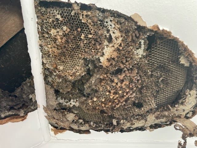 Wasp nest removal Stroud