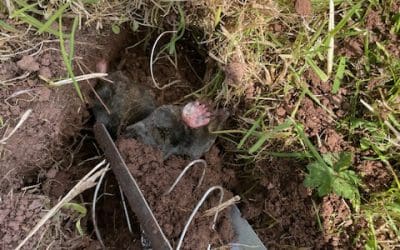 Mole Control in Tetbury