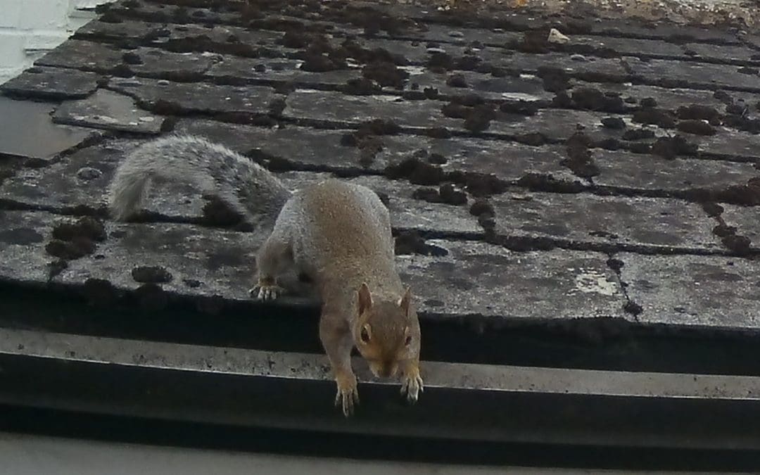 Squirrel control in Tetbury