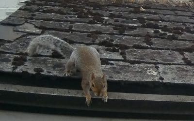 Squirrel Control in Tetbury