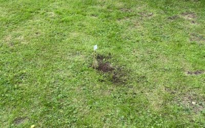 Mole Control in Tetbury