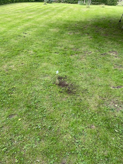 Mole control in Tetbury