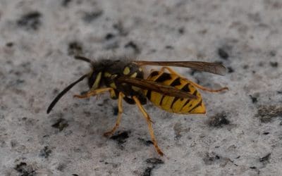 Wasp Nest Season Begins!
