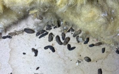 Rat Site Survey in Berkeley