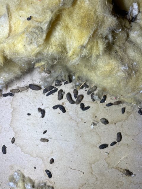 Rat droppings in loft