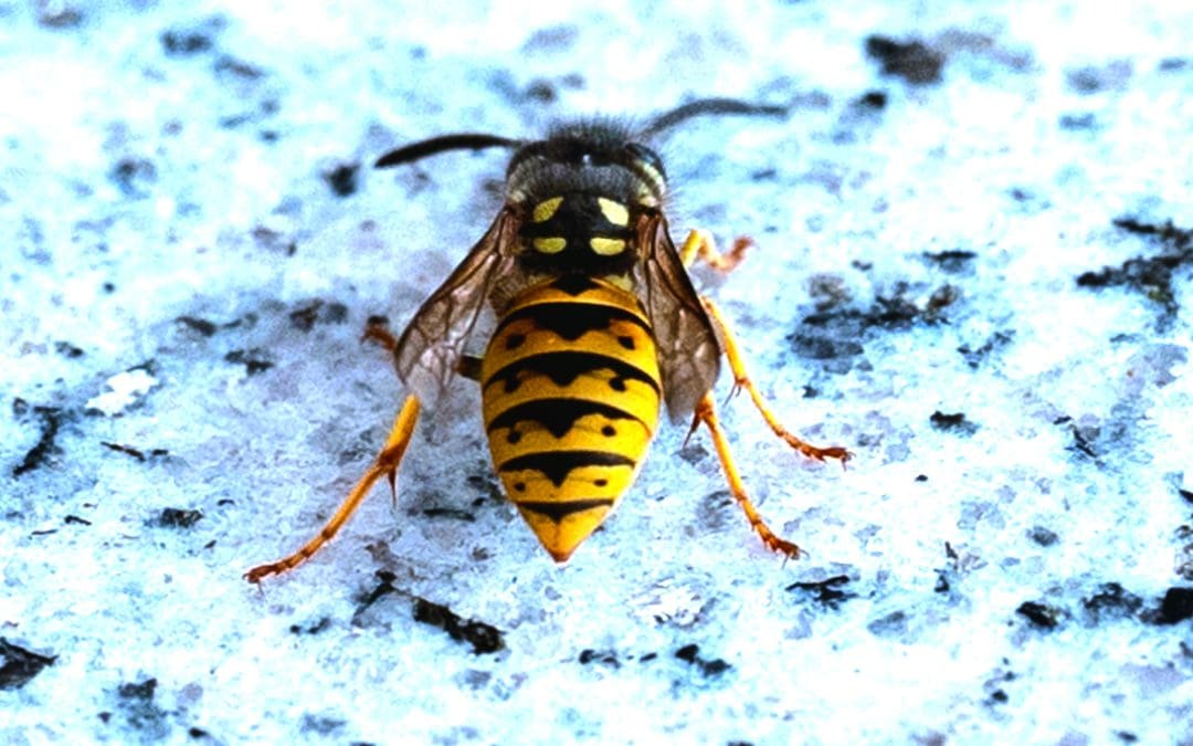 Wasp nest treatment Stroud
