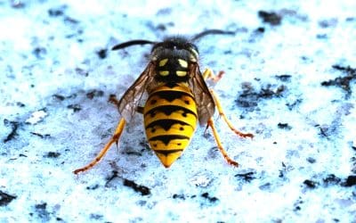 Wasp Nest Treatments in Stroud and Beyond!